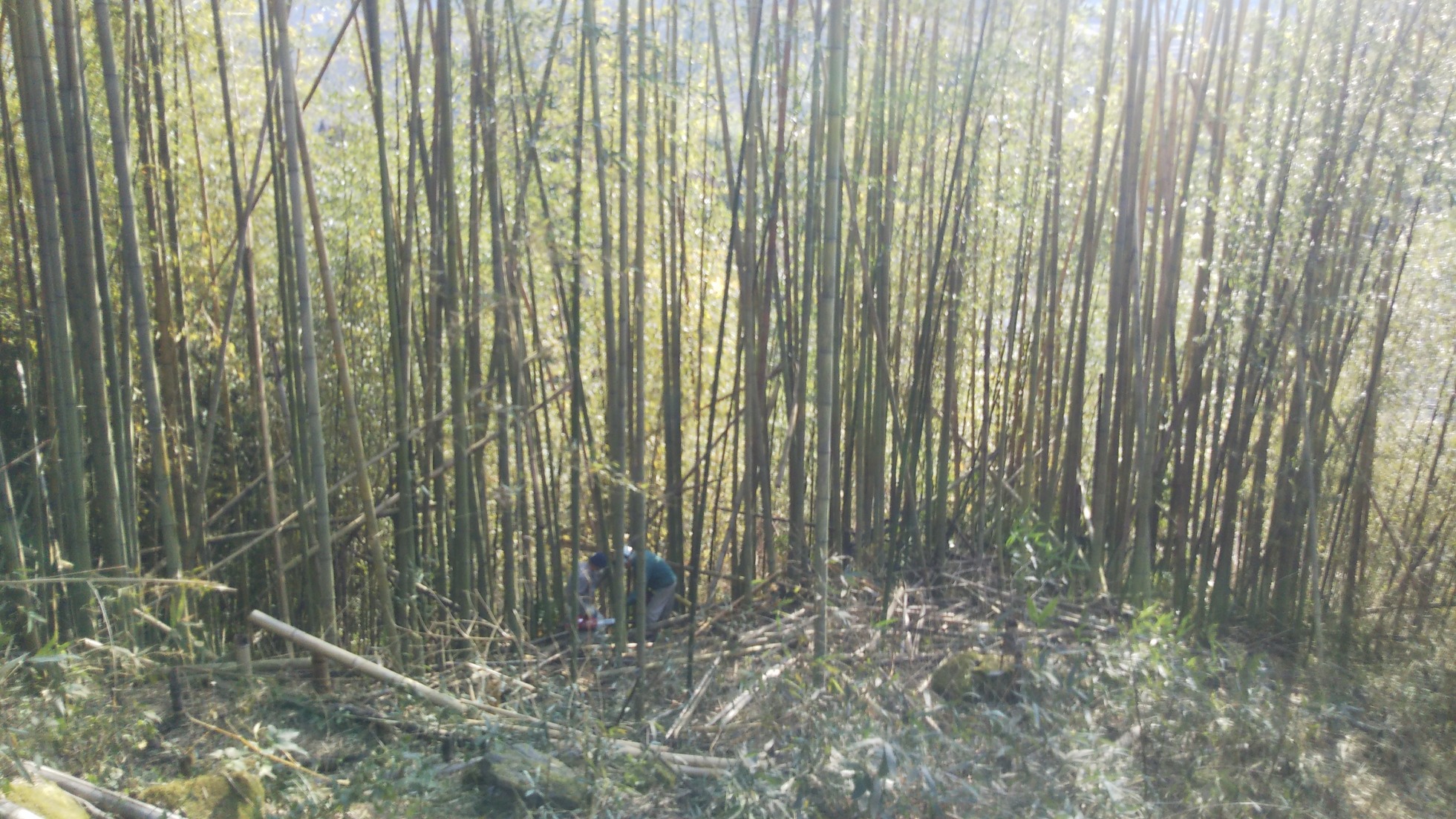 竹堆肥