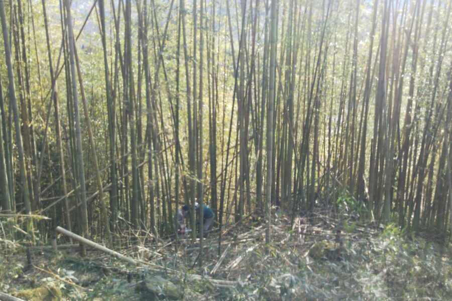 竹の切り出し