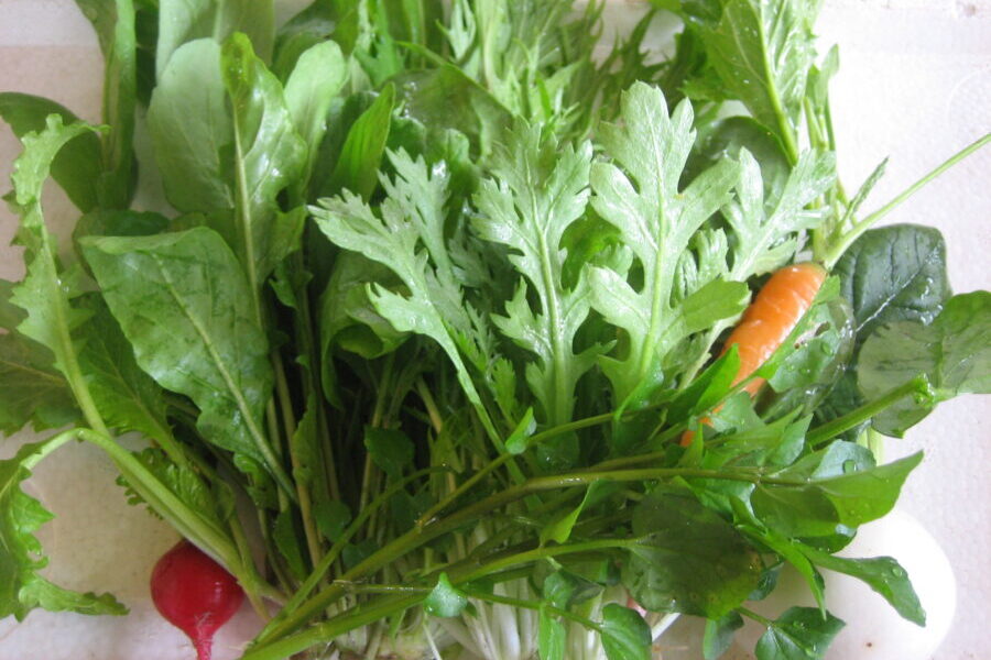 江藤農園サラダセット２５０円